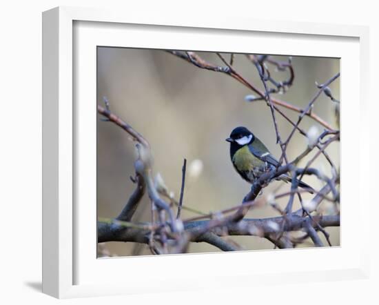 A Great Tit Rests on a Branch Amid Twigs in Richmond Park-Alex Saberi-Framed Photographic Print
