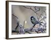 A Great Tit Rests on a Branch Amid Twigs in Richmond Park-Alex Saberi-Framed Photographic Print