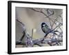 A Great Tit Rests on a Branch Amid Twigs in Richmond Park-Alex Saberi-Framed Photographic Print