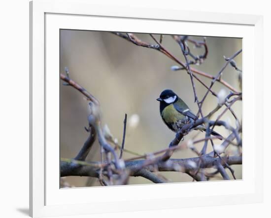 A Great Tit Rests on a Branch Amid Twigs in Richmond Park-Alex Saberi-Framed Photographic Print