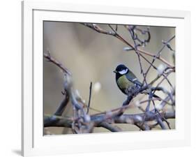 A Great Tit Rests on a Branch Amid Twigs in Richmond Park-Alex Saberi-Framed Photographic Print