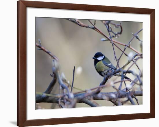 A Great Tit Rests on a Branch Amid Twigs in Richmond Park-Alex Saberi-Framed Photographic Print