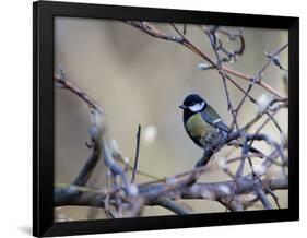 A Great Tit Rests on a Branch Amid Twigs in Richmond Park-Alex Saberi-Framed Photographic Print