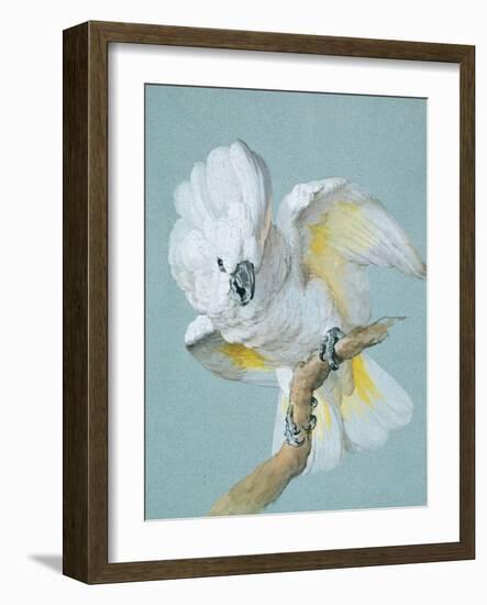 A Great White Crested Cockatoo-Aert Schouman-Framed Giclee Print