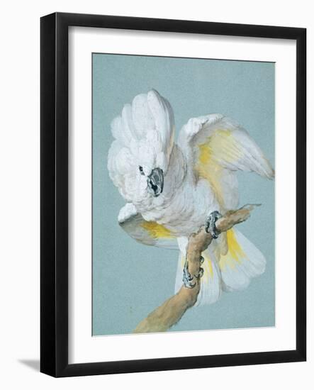 A Great White Crested Cockatoo-Aert Schouman-Framed Giclee Print