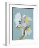 A Great White Crested Cockatoo-Aert Schouman-Framed Giclee Print