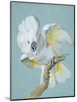 A Great White Crested Cockatoo-Aert Schouman-Mounted Giclee Print