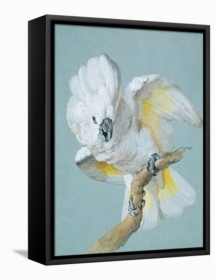 A Great White Crested Cockatoo-Aert Schouman-Framed Stretched Canvas