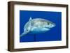 A Great White Shark Swimming at Guadalupe Island Looking for Food.-Kelpfish-Framed Photographic Print