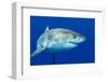A Great White Shark Swimming at Guadalupe Island Looking for Food.-Kelpfish-Framed Photographic Print