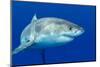 A Great White Shark Swimming at Guadalupe Island Looking for Food.-Kelpfish-Mounted Photographic Print