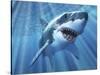 A Great White Shark with Sunrays Just Below the Surface-null-Stretched Canvas