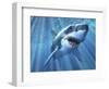 A Great White Shark with Sunrays Just Below the Surface-null-Framed Art Print