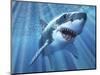 A Great White Shark with Sunrays Just Below the Surface-null-Mounted Art Print