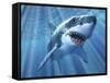 A Great White Shark with Sunrays Just Below the Surface-null-Framed Stretched Canvas