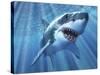 A Great White Shark with Sunrays Just Below the Surface-null-Stretched Canvas