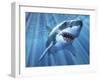 A Great White Shark with Sunrays Just Below the Surface-null-Framed Art Print