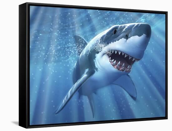 A Great White Shark with Sunrays Just Below the Surface-null-Framed Stretched Canvas