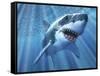 A Great White Shark with Sunrays Just Below the Surface-null-Framed Stretched Canvas