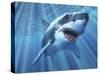 A Great White Shark with Sunrays Just Below the Surface-null-Stretched Canvas