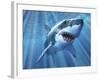 A Great White Shark with Sunrays Just Below the Surface-null-Framed Art Print