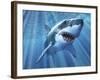 A Great White Shark with Sunrays Just Below the Surface-null-Framed Art Print