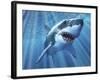 A Great White Shark with Sunrays Just Below the Surface-null-Framed Art Print