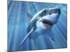 A Great White Shark with Sunrays Just Below the Surface-null-Mounted Art Print