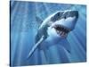 A Great White Shark with Sunrays Just Below the Surface-null-Stretched Canvas