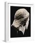 A Greek Marble Female Head from Behind, Classical Period, circa Mid 4th Century-null-Framed Giclee Print