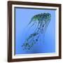 A Green and Blue Jellyfish Illustration-Stocktrek Images-Framed Art Print