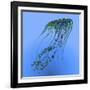 A Green and Blue Jellyfish Illustration-Stocktrek Images-Framed Art Print