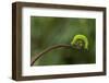 A Green Caterpillar Walked on a Fern Shoots with Green Background-Robby Fakhriannur-Framed Photographic Print