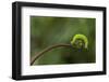 A Green Caterpillar Walked on a Fern Shoots with Green Background-Robby Fakhriannur-Framed Photographic Print