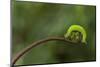 A Green Caterpillar Walked on a Fern Shoots with Green Background-Robby Fakhriannur-Mounted Photographic Print