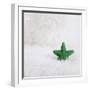 A Green Christmassy Star on Fleecy Ground-Petra Daisenberger-Framed Photographic Print