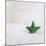 A Green Christmassy Star on Fleecy Ground-Petra Daisenberger-Mounted Photographic Print