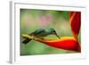 A Green-Crowned Brilliant Hummingbird Feeding-Todd Sowers Photography-Framed Photographic Print