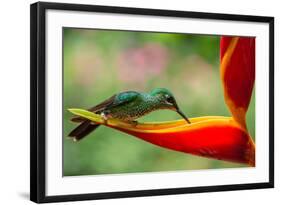 A Green-Crowned Brilliant Hummingbird Feeding-Todd Sowers Photography-Framed Photographic Print