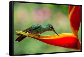 A Green-Crowned Brilliant Hummingbird Feeding-Todd Sowers Photography-Framed Stretched Canvas