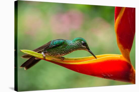 A Green-Crowned Brilliant Hummingbird Feeding-Todd Sowers Photography-Stretched Canvas