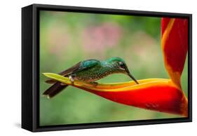 A Green-Crowned Brilliant Hummingbird Feeding-Todd Sowers Photography-Framed Stretched Canvas