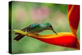 A Green-Crowned Brilliant Hummingbird Feeding-Todd Sowers Photography-Stretched Canvas