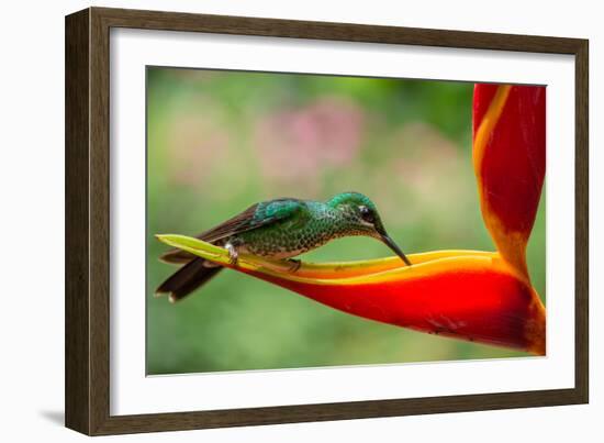 A Green-Crowned Brilliant Hummingbird Feeding-Todd Sowers Photography-Framed Photographic Print