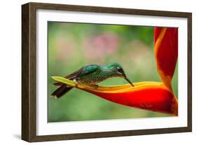 A Green-Crowned Brilliant Hummingbird Feeding-Todd Sowers Photography-Framed Photographic Print