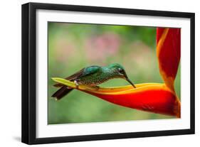 A Green-Crowned Brilliant Hummingbird Feeding-Todd Sowers Photography-Framed Photographic Print