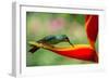 A Green-Crowned Brilliant Hummingbird Feeding-Todd Sowers Photography-Framed Photographic Print