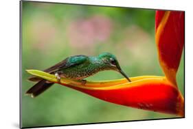 A Green-Crowned Brilliant Hummingbird Feeding-Todd Sowers Photography-Mounted Photographic Print