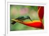 A Green-Crowned Brilliant Hummingbird Feeding-Todd Sowers Photography-Framed Photographic Print