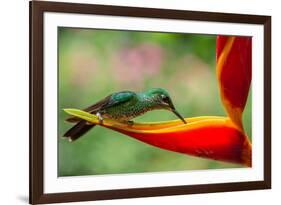 A Green-Crowned Brilliant Hummingbird Feeding-Todd Sowers Photography-Framed Photographic Print